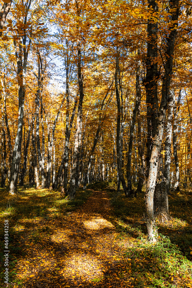 Autumn colors in the forest in November