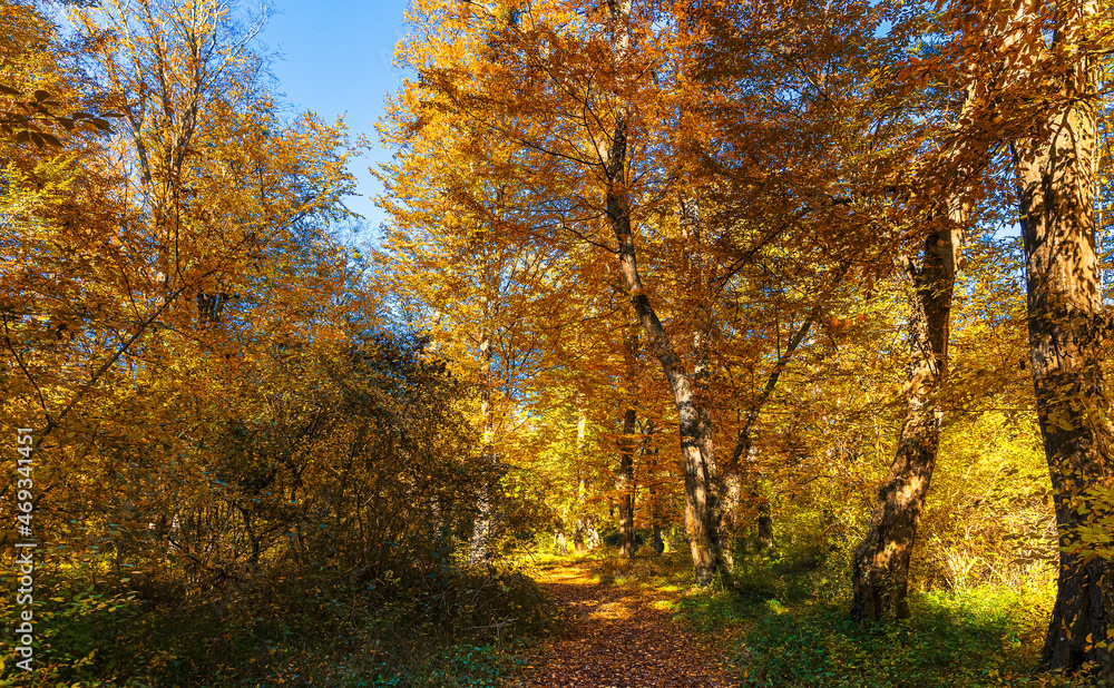 Fototapeta premium Autumn colors in the forest in November