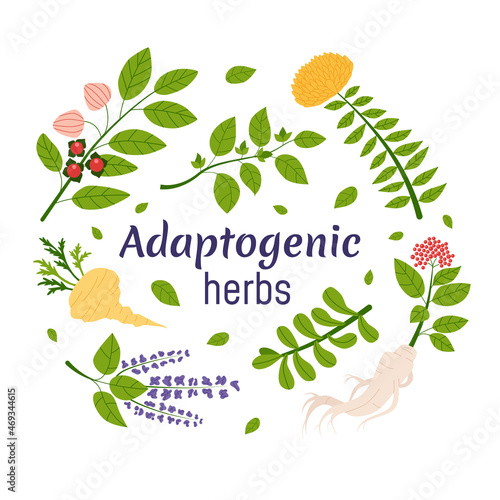 Collection of adaptogen plants. Set of ayurvedic herbs. Flat vector.