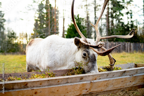 A portrait of a White deer, fawn with massive antlers, reindeer eating spruce branches or moss.