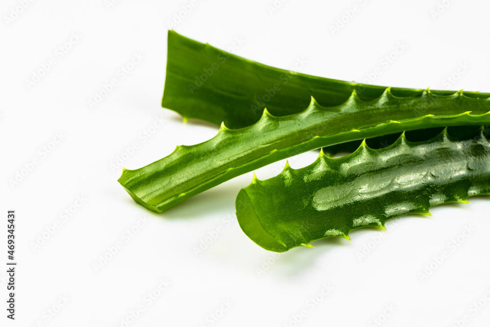 The cut leaves of the medicinal aloe plant isolated on a white background. The cut leaves of the medicinal aloe plant isolated on a white background.