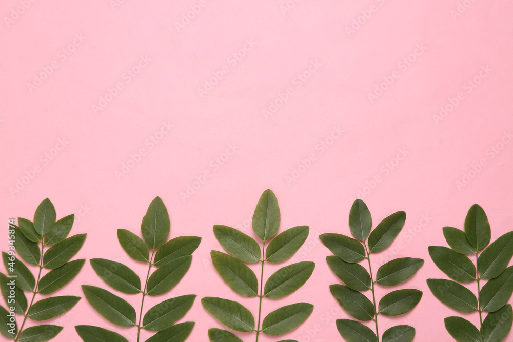 Sprigs of green leaves on a pink background. Natural cosmetics concept. Copy space Sprigs of green leaves on a pink background. Natural cosmetics concept. Copy space