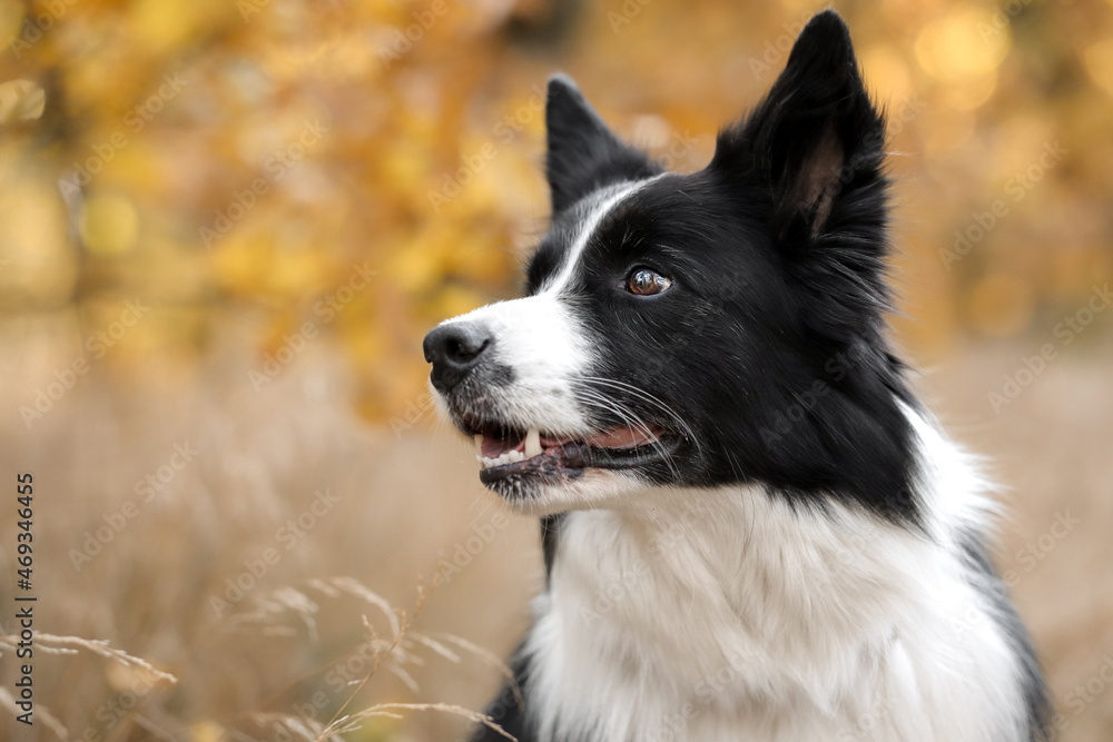 Lovely Portrait of Border Collie Head in Autumn Yellow Nature. Side Profile of Black and White Dog Outdoors.
