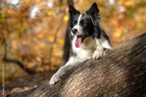 Fototapeta Naklejka Na Ścianę i Meble -  Smiling Border Collie with Paws on Tree Trunk during Autumnal Sunny Day. Cute Black and White Dog in Colorful Autumn Forest.