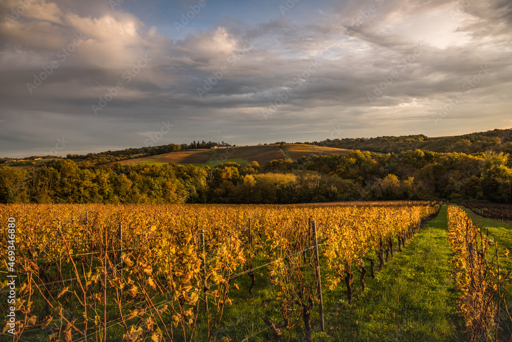 Fototapeta premium Bordeaux vineyard in autumn under the frost and fog