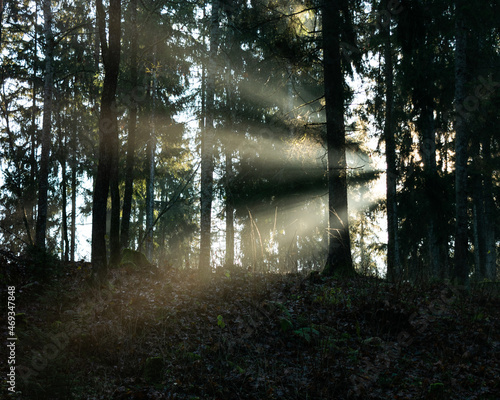 Sunlight in the forest.