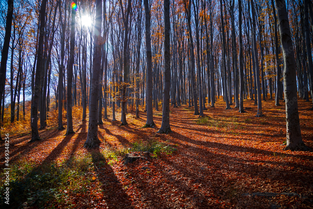 Obraz premium Sun rays among tree silhouettes in a fall day