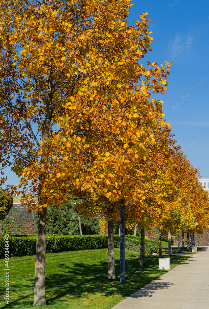 Naklejka premium Tulip trees (Liriodendron tulipifera), called Tuliptree, American or Tulip Poplar in city park Krasnodar. Rows of trees in the alleys of Public landscape Galitsky park in sunny autumn 2021