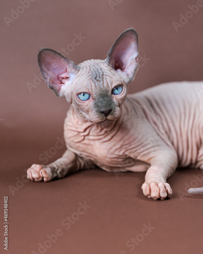 Portrait of blue mink and white color Sphinx Cat 4 months old with blue eyes. Beautiful hairless female cat lying down on brown background. Studio shot.