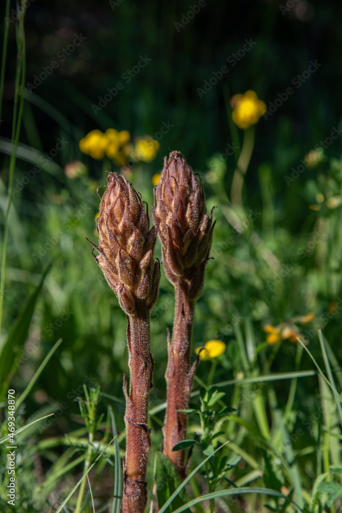Sommerwurz blüten