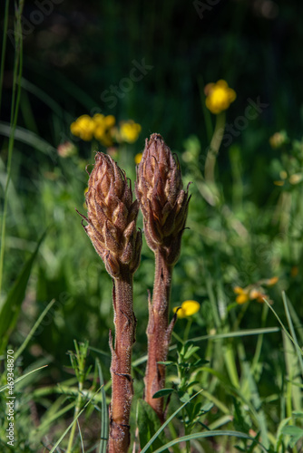 Obraz na płótnie Sommerwurz blüten w salonie