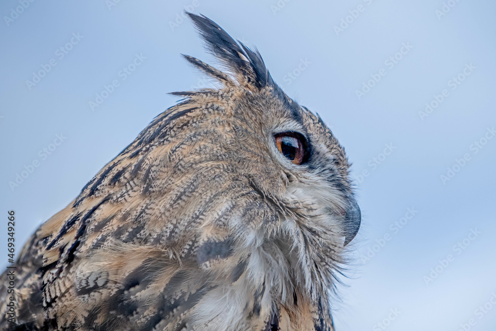 Fototapeta premium Eurasian Eagle Owl Close up Side View Head Shot.