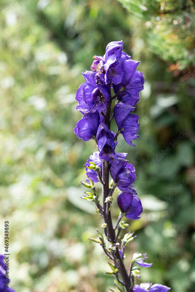 Blauer Eisenhut Blüten Blauer Eisenhut Blüten