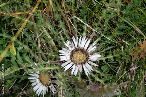 Silberdistel