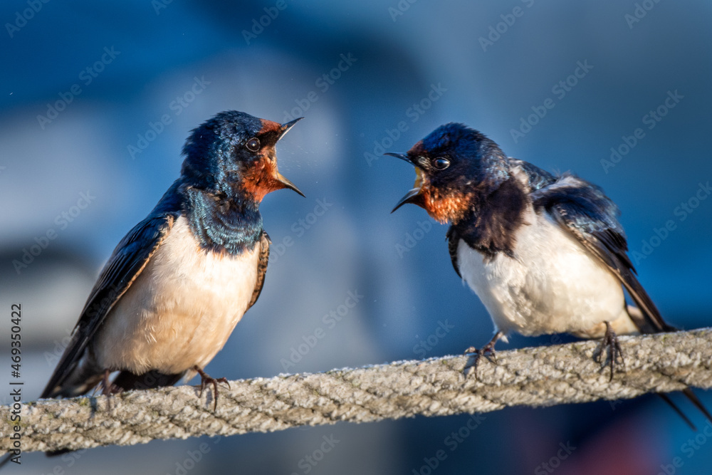 TWO ANGRY BIRDS TWO ANGRY BIRDS
