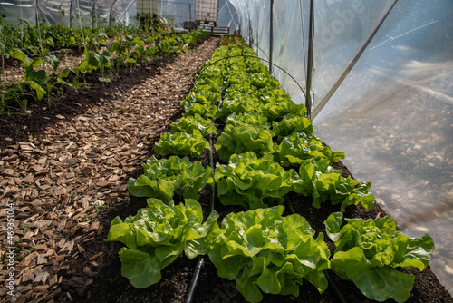Reihe mit Kopfsalat in Gewächshaus