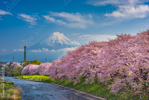 Mt. Fuji, Japan spring landscape and Urui River with cherry blossoms. photo