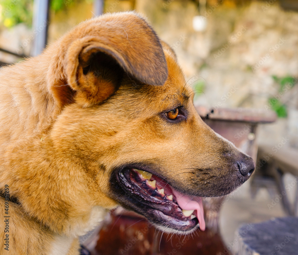 Portrait of a beautiful rusty-orange dog.