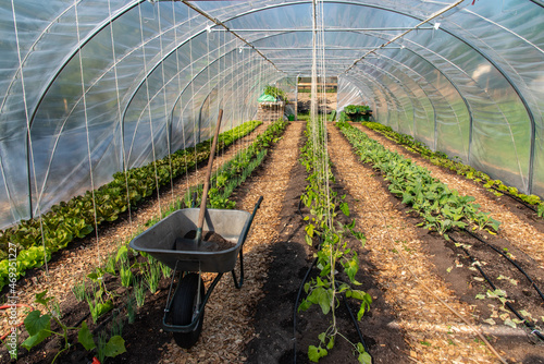 Reihen von Gemüsepflanzen in Folientunnel mit Scheibtruhe