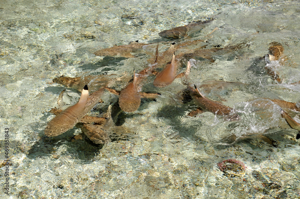 Fototapeta premium Schwarzspitzenriffhaie im Flachwasser 