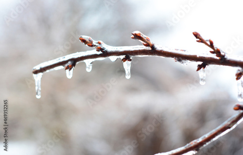 A close-up of a branch of a tree covered with ice after freezing rain, ice storm in winter. photo