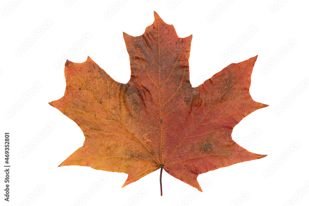 Obraz premium Bright yellow-red maple leaf on a white background