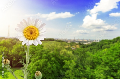 White flower chimomile on natural background. photo