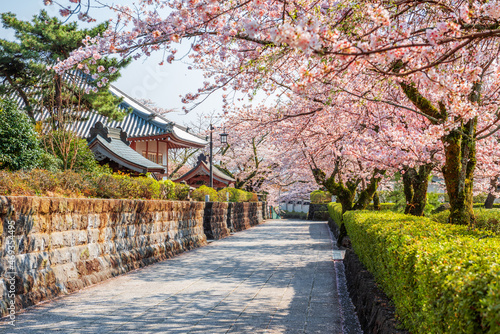 Photos Shizuoka, Japan old town streets with cherry blossoms in Spring season