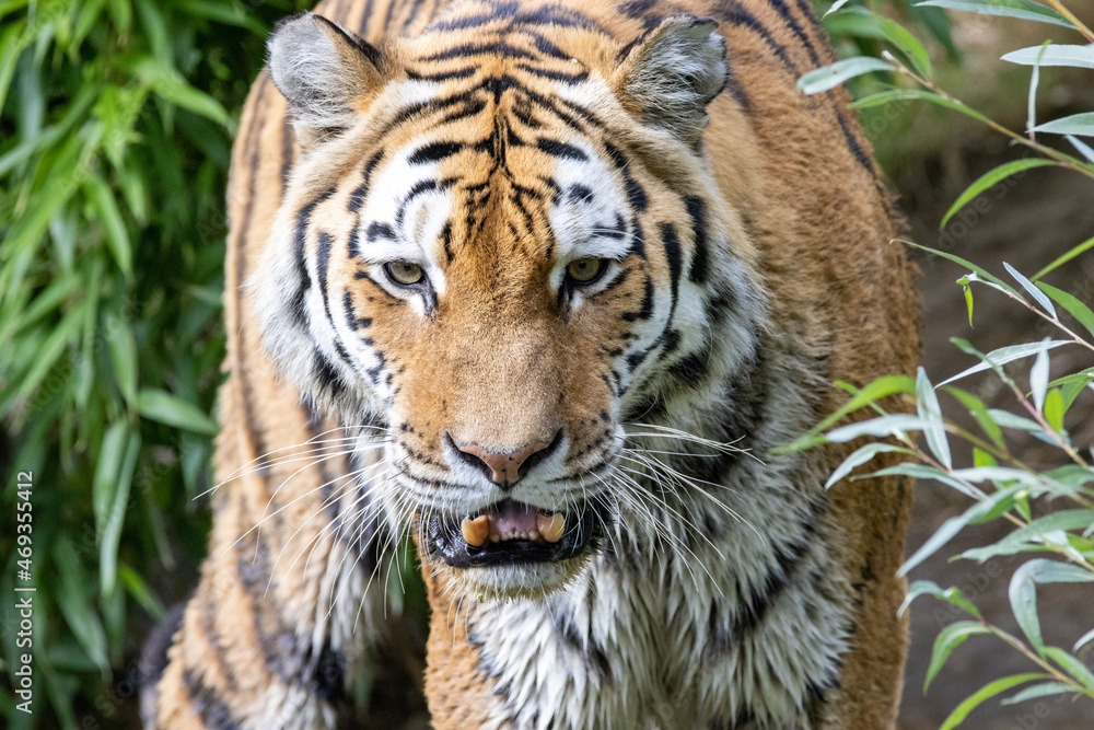 Fototapeta premium tiger in the zoo