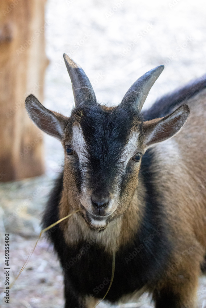 portrait of a goat portrait of a goat