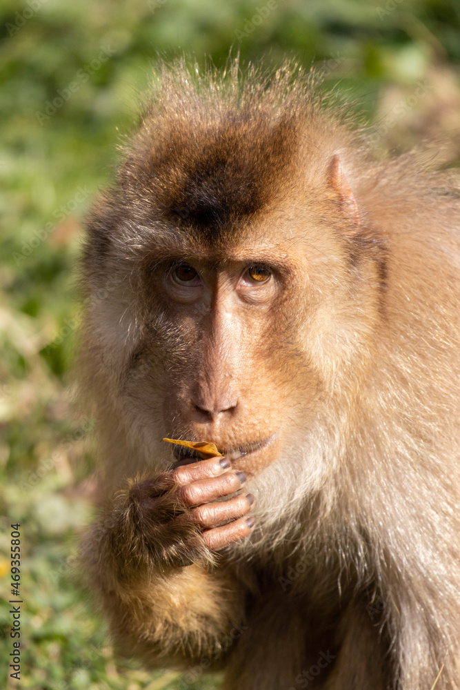 Obraz premium portrait of a monkey