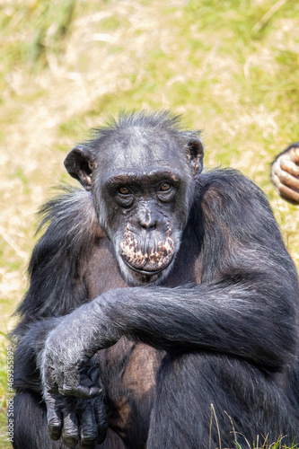 portrait of a chimp