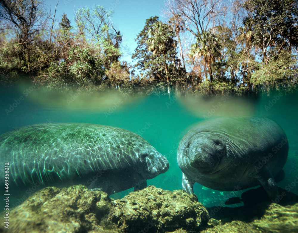 Under water view as two West Indian Manatee swim in clear spring water