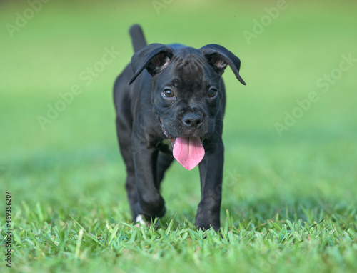 9 week old black Boxer dog puppy with tongue hanging out runs on grass lawn © Mark J. Barrett