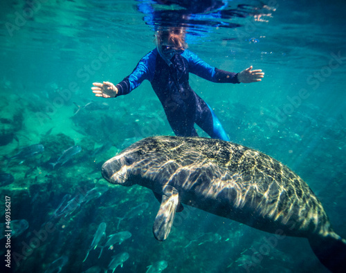 Woman swimming with curious West Indian Manatee calf
 photo