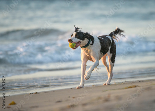 Springer Spaniel do running with ball on ocean shore