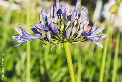 Os detalhes das pétalas da flor púrpura na vegetação verde
