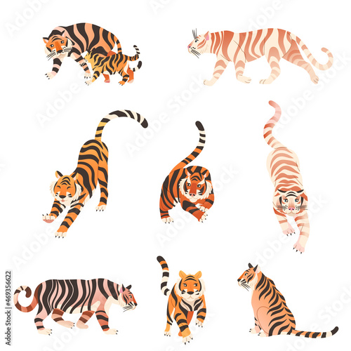 Tigers in various poses set. Big wild cat animals vector illustration