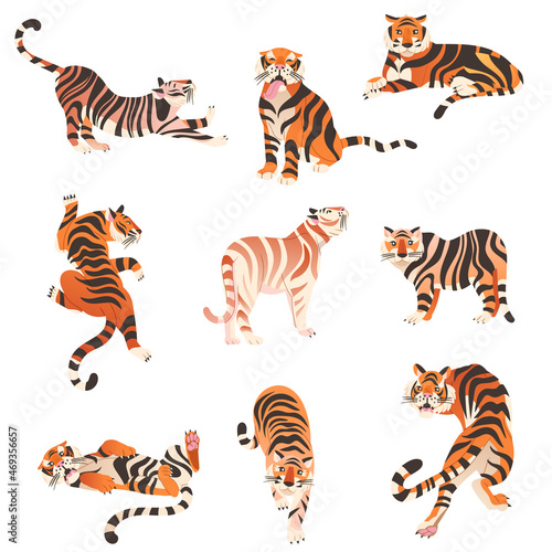Amur and Bengal tigers in various poses set. Big wild cat animals vector illustration