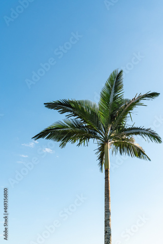 um coqueiro lindo e exuberante na primavera