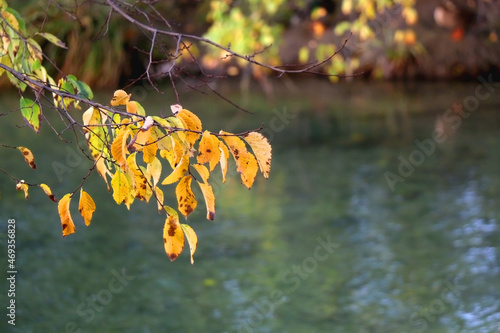 Colorful autumn leaves by the river. Selective focus.