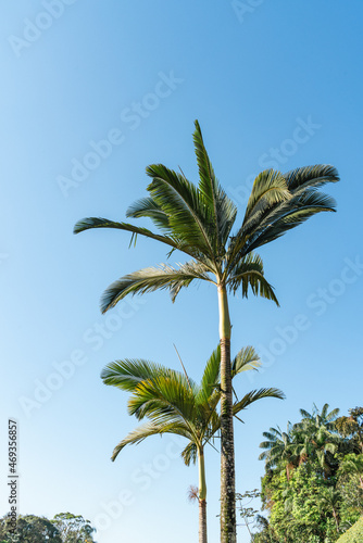 Duas palmeiras verdes em contraste com céu azul