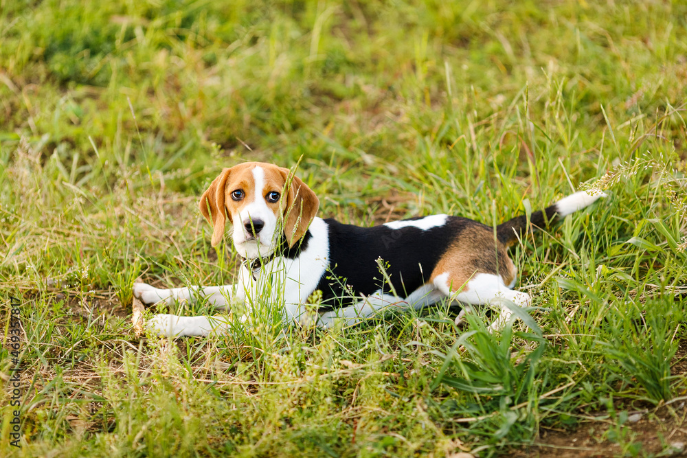 Young beagle lying in green grass in a field and lit by the setting sun