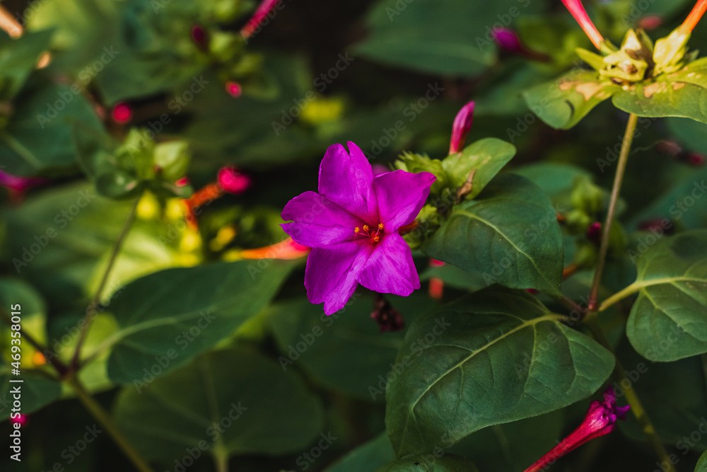 Bright purple flowers in the autumn garden. Autumn flowers on a sunny day. Purple flowers of Mirabilis (Latin Mirabilis) on a blurry background of green foliage.