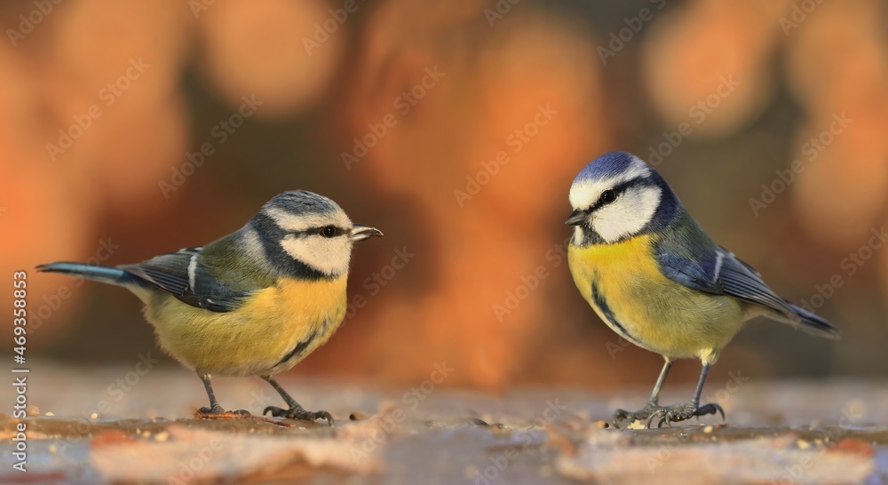 Fototapeta premium Two cute blue tit with autumn background. Parus caeruleus. Autumn wildlife scene from nature. Bird in the nature habitat. Cyanistes caeruleus