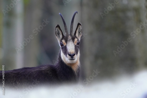 Close up portrait of a chamois.  Rupicapra rupicapra photo