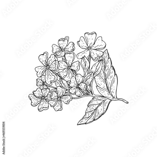 Verbena or Verbenaceae tropical flower plant vector sketch. Vervain blossom branch hand drawn illustration.