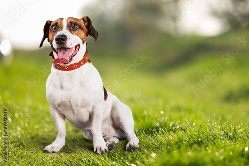 Sitting puppy crossbreed dog, on a pastel background