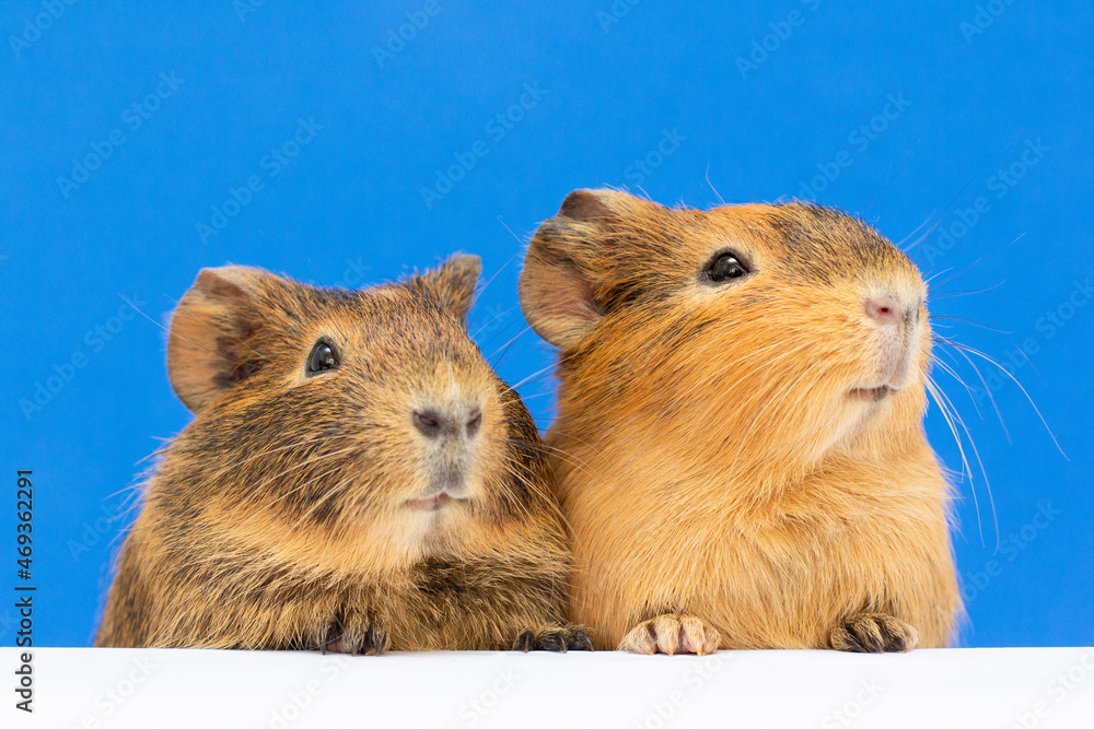 two cute Funny guinea pig on a blue background two cute Funny guinea pig on a blue background