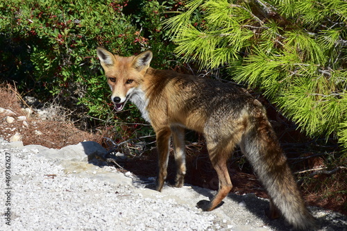 fox during its rest here in nature of Greece